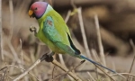Parrot prsten redogol